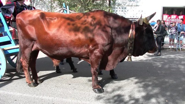 Sfilata del Redentore, fotografia 3