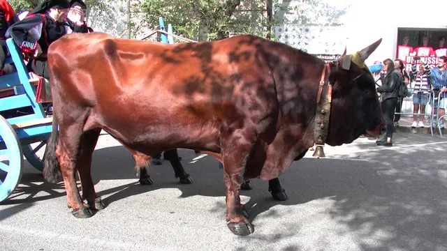 Sfilata del Redentore, fotografia 4